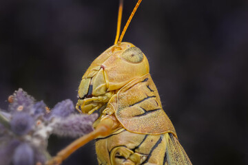Grassphopper