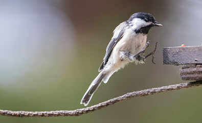 Chickadee