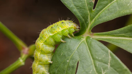 Caterpillar