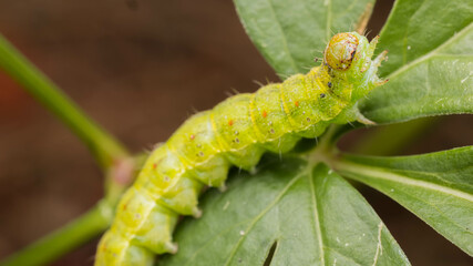 Caterpillar