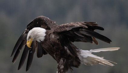 Bald Eagle, Juneau