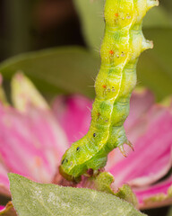Caterpillar