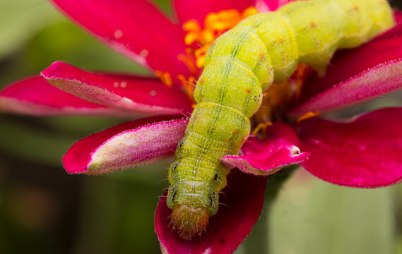 Caterpillar