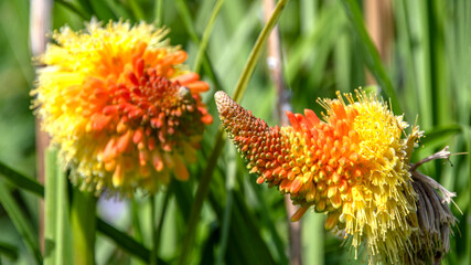 Grappe de fleurs avec de belles couleurs jaune et orange