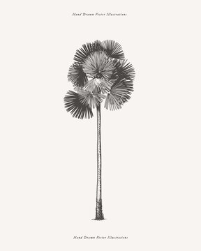 Graceful Copernicia palm tree in engraving style. Hand-drawn tropical plant. Vintage botanical illustration on a light isolated background.