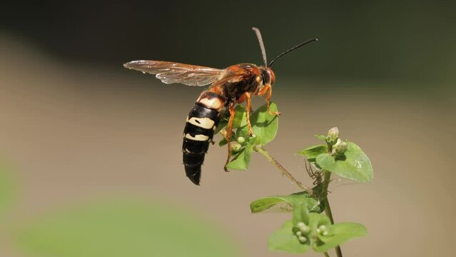 Sphecius speciosus  or Sphex speciosus is a large sand wasp native to North and Central America. The nest is made in sandy soil.