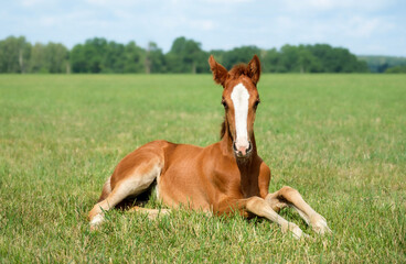 Fototapeta premium Beautiful foal is lying in the green grass. Pasture on a sunny summer day. Outdoor in summer. A thoroughbred sports horse