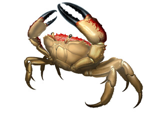 Giant crab monster. Сrab big red attacks aggressively by lifting its claws upward. King Crab running along the beach realism illustration isolate. 