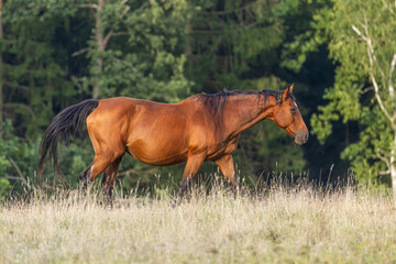brown horsee walks through the pasture by the forest