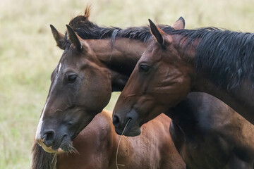 two dark brown horses head portraits