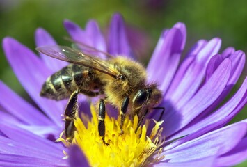 bee honeybee Apis Mellifera honey insect flower
