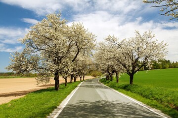 Obraz premium road and alley of flowering cherry trees Prunus cerasus