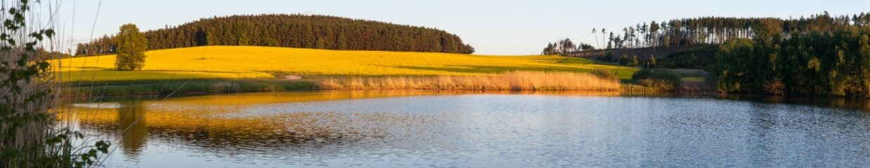 Rapeseed, canola or colza field and lake landscape