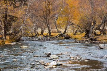 View of river in Altay mountains in the autumn