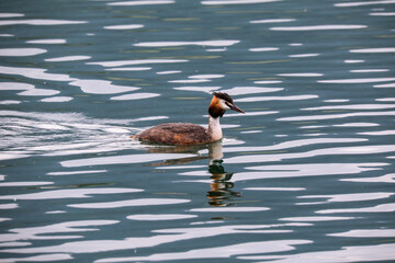 Great crested grebe (Podiceps cristatus) on lake