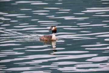 Great crested grebe (Podiceps cristatus) on lake
