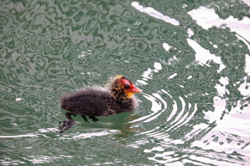 Little Black Coot chick on the lake