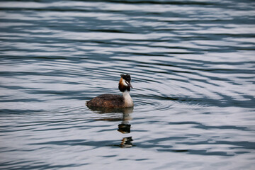 Great crested grebe (Podiceps cristatus) on lake