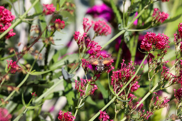 Hummingbird Moth flying and eating from blooming flower