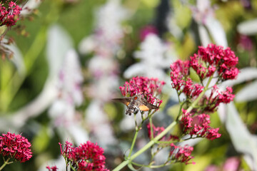 Moth feeding on nectar from blooming flover
