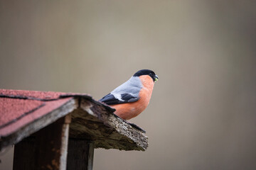 Cute Bullfinch at the roof of a birdhouse
