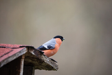 Red Bullfinch at the roof of birdhouse