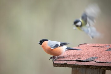 Red bullfinch sitting at birds house with flying Great tit in the background