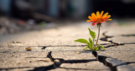 A lone orange flower has broken through the asphalt and is blooming, a concept of the power and possibility of the impossible - Powered by Adobe