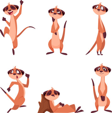 Meerkats. African wild animals meerkats in action poses exact vector standing characters