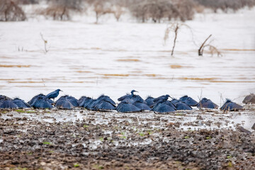 Black Heron Egretta ardesiaca spreads wings to canopy hunt