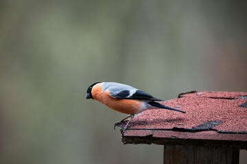 red bullfinch observing what is happening under bird house