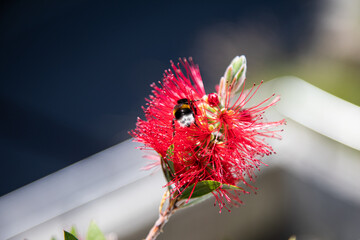 Bumple bee at blooming bottlebrush flower (callistemon) - the flower originates from Australia