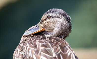 Close portrait of a duck with well visible eye