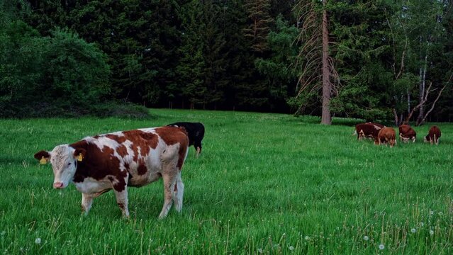 Cow in foreground looks briefly at camera, turns around and walks away. In background cows eat grass outdoors.