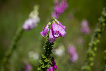 Blooming Foxglove on Misty Meadow