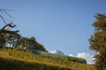 Small rural vineyard with visible protective netting, mesh or cover to protect it from the storm, wind or hail.