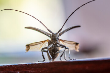 Cerambyx cerdo, commonly known as the great capricorn beetle or cerambyx longicorn