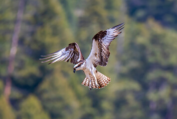 Osprey hovering