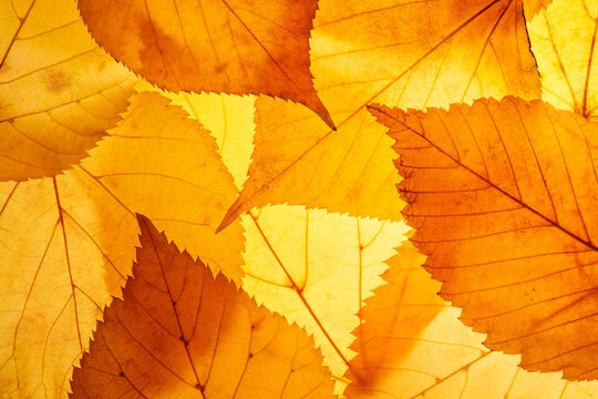 Bright background autumn season leaves close-up with backlight as a background, template or web banner for the design of the autumn theme
