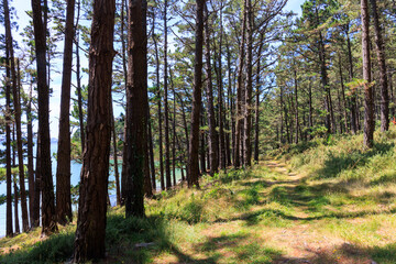 Camino en el bosque junto al mar