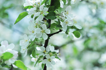 apple blossom in the apple orchard - background
