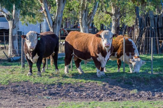 3 brown and white Polled Hereford bulls in a field, one grazing and 2 looking at the camera