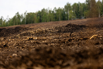 a fresh cleared forest floor
