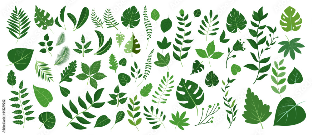 Fototapete green leaves big vector collection - set of graphical elements with various leaf designs in differen