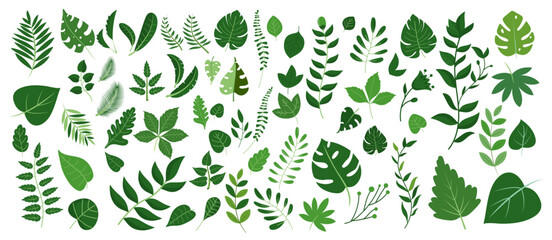 Fototapeta Green leaves big vector collection - Set of graphical elements with various leaf designs in different shapes and sizes. Flat design with white background obraz