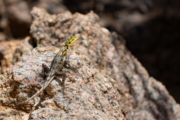 Namibian Rock Agama Rests in the Sun