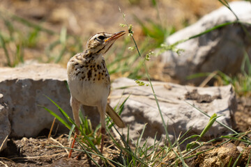African Pipit Bird Eating Insects in  Etosha Reserve Namibia Africa