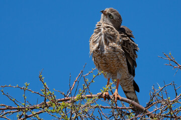 Immature Pale Chanting Goshawk in Etosha Reserve Namibia Africa