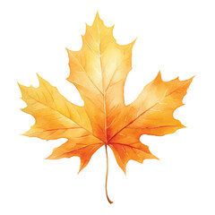 Autumn maple leaf watercolor illustration