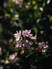 pink blossom